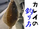 カレイ釣りは北海道や関西で！時期・仕掛け・ポイント情報
